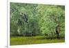 South Carolina, Charleston, Edisto Beach SP. Oak Trees Next to Swamp-Don Paulson-Framed Premium Photographic Print