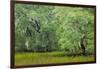 South Carolina, Charleston, Edisto Beach SP. Oak Trees Next to Swamp-Don Paulson-Framed Premium Photographic Print