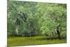 South Carolina, Charleston, Edisto Beach SP. Oak Trees Next to Swamp-Don Paulson-Mounted Premium Photographic Print