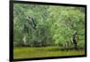 South Carolina, Charleston, Edisto Beach SP. Oak Trees Next to Swamp-Don Paulson-Framed Premium Photographic Print