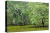 South Carolina, Charleston, Edisto Beach SP. Oak Trees Next to Swamp-Don Paulson-Stretched Canvas