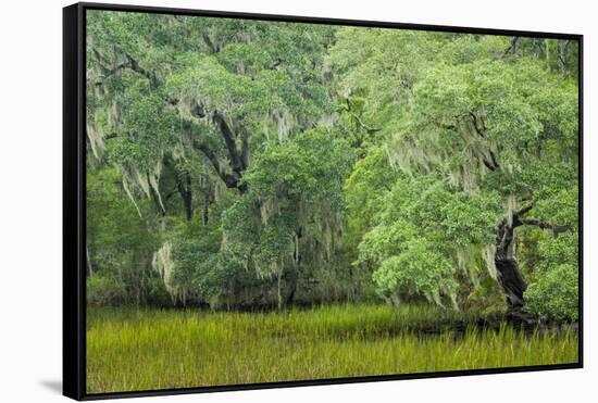 South Carolina, Charleston, Edisto Beach SP. Oak Trees Next to Swamp-Don Paulson-Framed Stretched Canvas