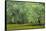 South Carolina, Charleston, Edisto Beach SP. Oak Trees Next to Swamp-Don Paulson-Framed Stretched Canvas