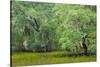 South Carolina, Charleston, Edisto Beach SP. Oak Trees Next to Swamp-Don Paulson-Stretched Canvas