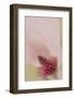 South Carolina, Charleston. Magnolia Flower Detail-Jaynes Gallery-Framed Photographic Print