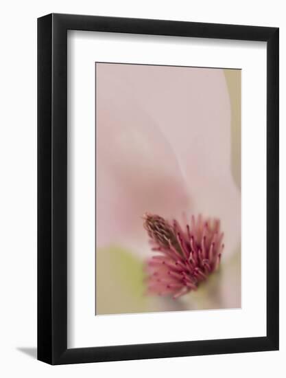 South Carolina, Charleston. Magnolia Flower Detail-Jaynes Gallery-Framed Photographic Print