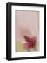 South Carolina, Charleston. Magnolia Flower Detail-Jaynes Gallery-Framed Photographic Print