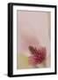 South Carolina, Charleston. Magnolia Flower Detail-Jaynes Gallery-Framed Photographic Print