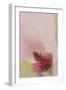 South Carolina, Charleston. Magnolia Flower Detail-Jaynes Gallery-Framed Photographic Print