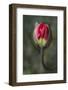 South Carolina, Charleston. Opening Poppy Bud-Jaynes Gallery-Framed Photographic Print