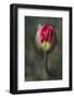 South Carolina, Charleston. Opening Poppy Bud-Jaynes Gallery-Framed Photographic Print