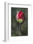 South Carolina, Charleston. Opening Poppy Bud-Jaynes Gallery-Framed Photographic Print