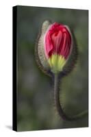 South Carolina, Charleston. Opening Poppy Bud-Jaynes Gallery-Stretched Canvas