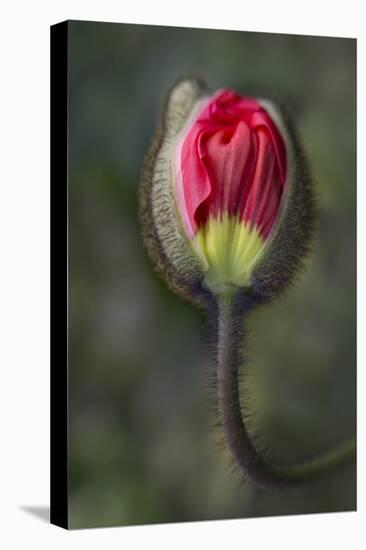 South Carolina, Charleston. Opening Poppy Bud-Jaynes Gallery-Stretched Canvas