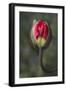 South Carolina, Charleston. Opening Poppy Bud-Jaynes Gallery-Framed Photographic Print