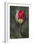 South Carolina, Charleston. Opening Poppy Bud-Jaynes Gallery-Framed Photographic Print