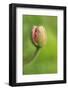 South Carolina, Charleston. Opening Poppy Bud-Jaynes Gallery-Framed Photographic Print