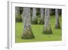 South Carolina, Charleston. Tupelo Trees in Swamp Water-Don Paulson-Framed Photographic Print