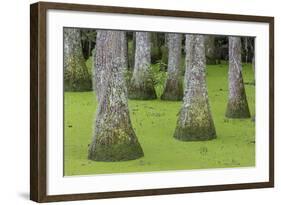 South Carolina, Charleston. Tupelo Trees in Swamp Water-Don Paulson-Framed Photographic Print