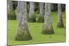 South Carolina, Charleston. Tupelo Trees in Swamp Water-Don Paulson-Mounted Photographic Print