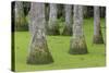 South Carolina, Charleston. Tupelo Trees in Swamp Water-Don Paulson-Stretched Canvas