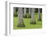 South Carolina, Charleston. Tupelo Trees in Swamp Water-Don Paulson-Framed Photographic Print