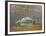 South Carolina Geese-Bruce Dumas-Framed Giclee Print