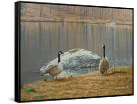 South Carolina Geese-Bruce Dumas-Framed Stretched Canvas