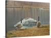 South Carolina Geese-Bruce Dumas-Stretched Canvas