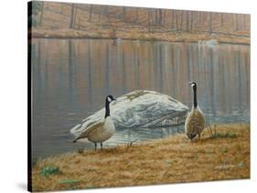 South Carolina Geese-Bruce Dumas-Stretched Canvas