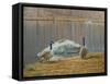 South Carolina Geese-Bruce Dumas-Framed Stretched Canvas