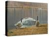 South Carolina Geese-Bruce Dumas-Stretched Canvas