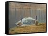 South Carolina Geese-Bruce Dumas-Framed Stretched Canvas