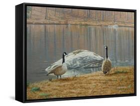 South Carolina Geese-Bruce Dumas-Framed Stretched Canvas
