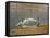 South Carolina Geese-Bruce Dumas-Framed Stretched Canvas