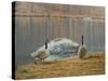 South Carolina Geese-Bruce Dumas-Stretched Canvas