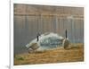 South Carolina Geese-Bruce Dumas-Framed Giclee Print