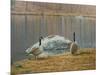 South Carolina Geese-Bruce Dumas-Mounted Giclee Print