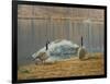 South Carolina Geese-Bruce Dumas-Framed Giclee Print