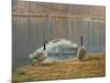 South Carolina Geese-Bruce Dumas-Mounted Giclee Print