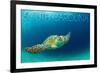 South Carolina - Sea Turtle-Lantern Press-Framed Premium Giclee Print