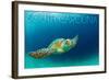 South Carolina - Sea Turtle-Lantern Press-Framed Art Print