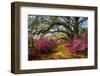 South Carolina Spring Flowers Charleston SC Lowcountry Scenic Nature Landscape with Blooming Pink A-Dave Allen Photography-Framed Photographic Print