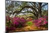 South Carolina Spring Flowers Charleston SC Lowcountry Scenic Nature Landscape with Blooming Pink A-Dave Allen Photography-Mounted Photographic Print