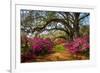 South Carolina Spring Flowers Charleston SC Lowcountry Scenic Nature Landscape with Blooming Pink A-Dave Allen Photography-Framed Photographic Print