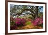 South Carolina Spring Flowers Charleston SC Lowcountry Scenic Nature Landscape with Blooming Pink A-Dave Allen Photography-Framed Photographic Print