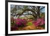 South Carolina Spring Flowers Charleston SC Lowcountry Scenic Nature Landscape with Blooming Pink A-Dave Allen Photography-Framed Photographic Print