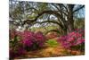 South Carolina Spring Flowers Charleston SC Lowcountry Scenic Nature Landscape with Blooming Pink A-Dave Allen Photography-Mounted Photographic Print