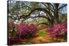 South Carolina Spring Flowers Charleston SC Lowcountry Scenic Nature Landscape with Blooming Pink A-Dave Allen Photography-Stretched Canvas