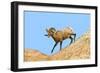 South Dakota, Badlands National Park, Full Curl Bighorn Sheep Climbing Down Roadside Hill-Bernard Friel-Framed Photographic Print